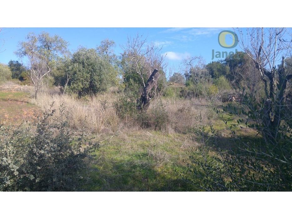 Terreno plano com bom acesso