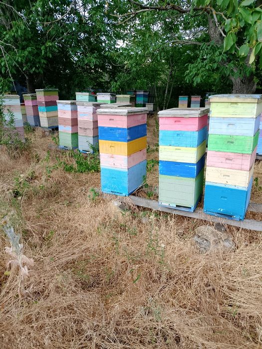 Продам пасіку та бджолосім'ї