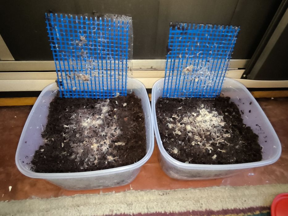 Грендаль, грендальский червь