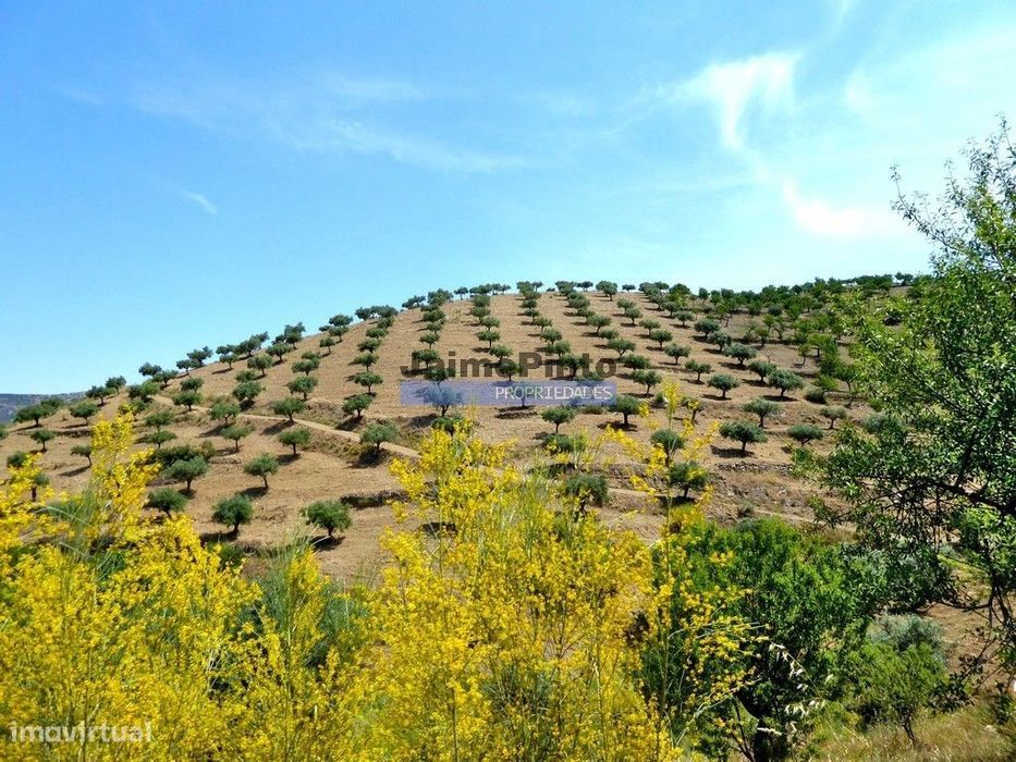 Olival ecológico, 400.000m2, em Barca dAlva. Portugal, Figueira de ...