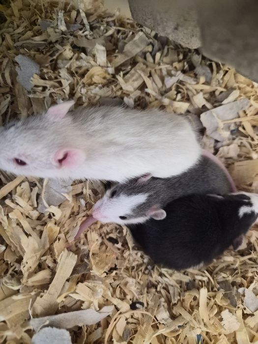 Szczury domowe samce i samiczki