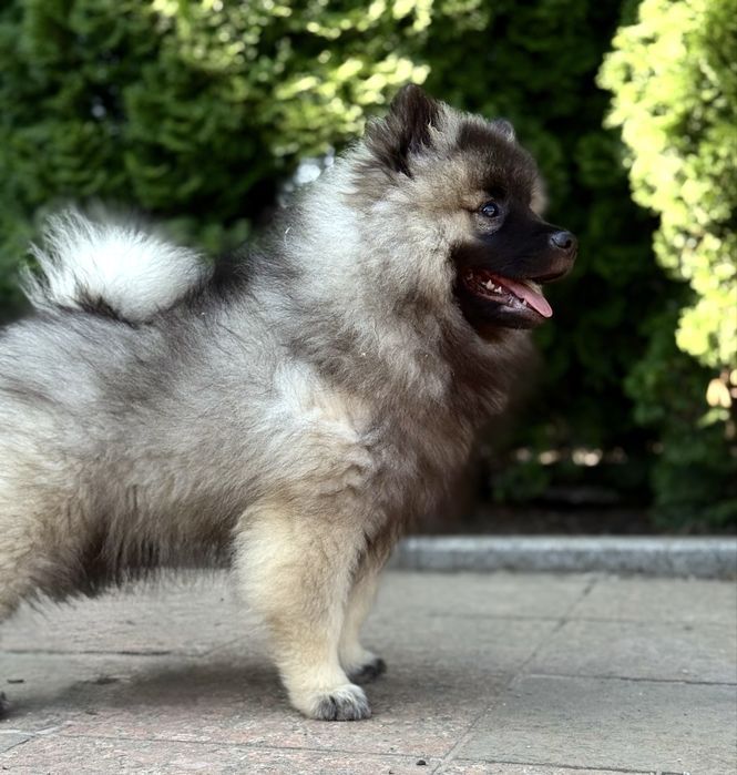 Дівчинка кісхонд/вольфшпіц