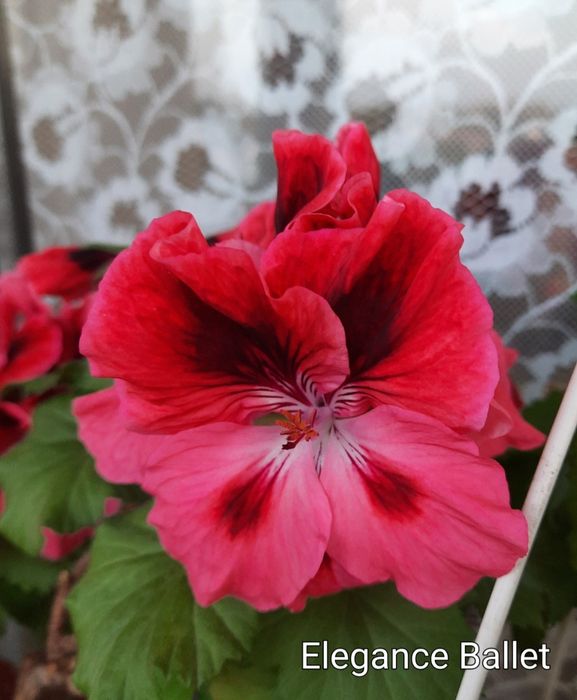 Королевские пеларгонии