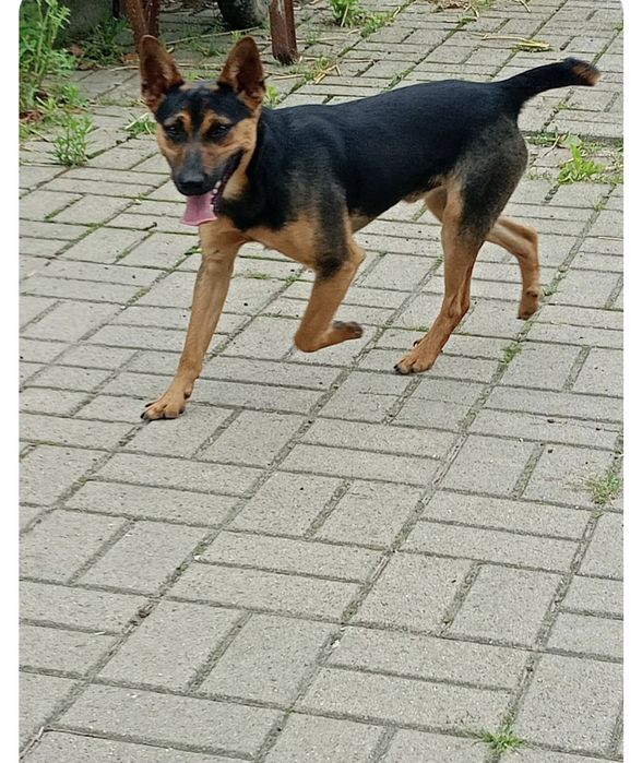 Domek pilnie potrzebny