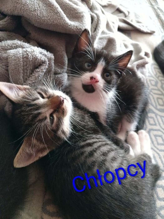 Oddam młode koty w dobre ręce