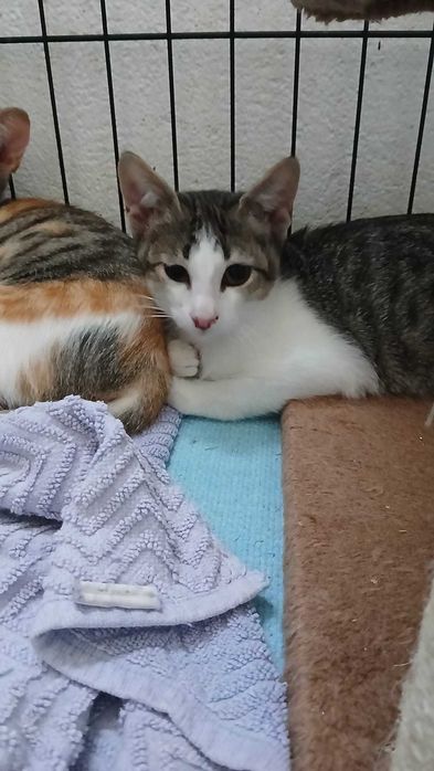 Gata bebé para adoção consciente