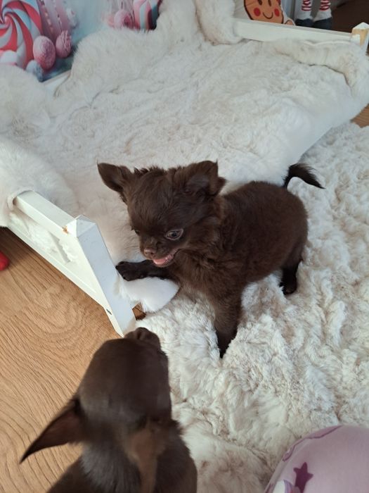 Czekoladowy piesek Chihuahua