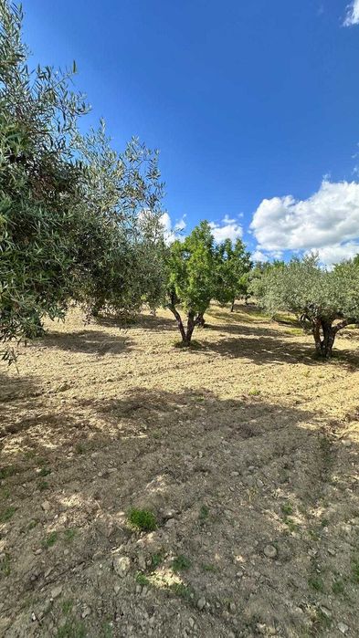 Terreno de 1,04 ha em Vila Flor (Vale da Vilariça) – Com Água (Furo/Tanque), Armazém Agrícola e Vistas Fantásticas