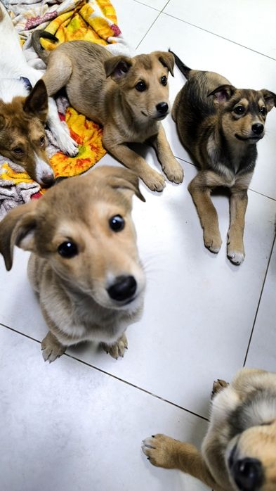 Дівчинка, безкоштовно, цуценя шукає родину