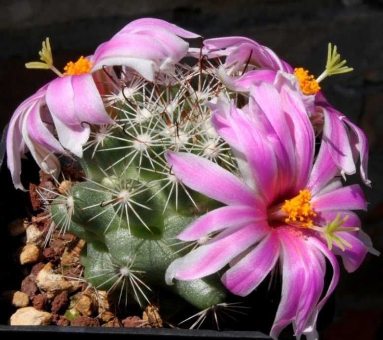 Кактуси, сукуленти мамілярія Бола