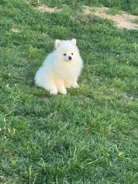 Alojamento canino raças pequenas