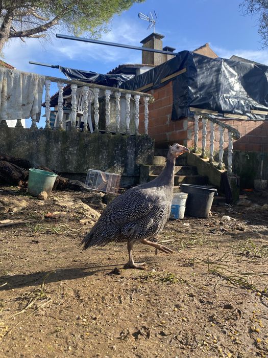 Fracas/Galinhas de angola