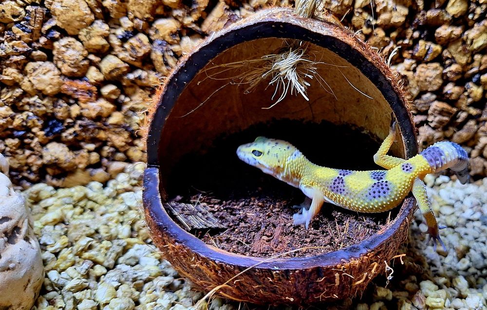 Gekonki lamparcie samice