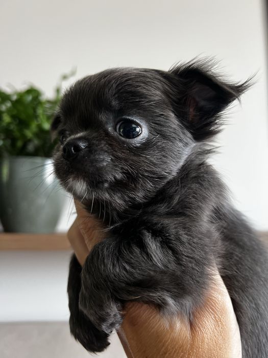 Chihuahua długowłosa sunia