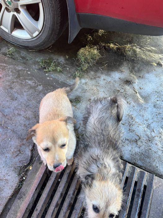 Цуценята. Дві дівчинки