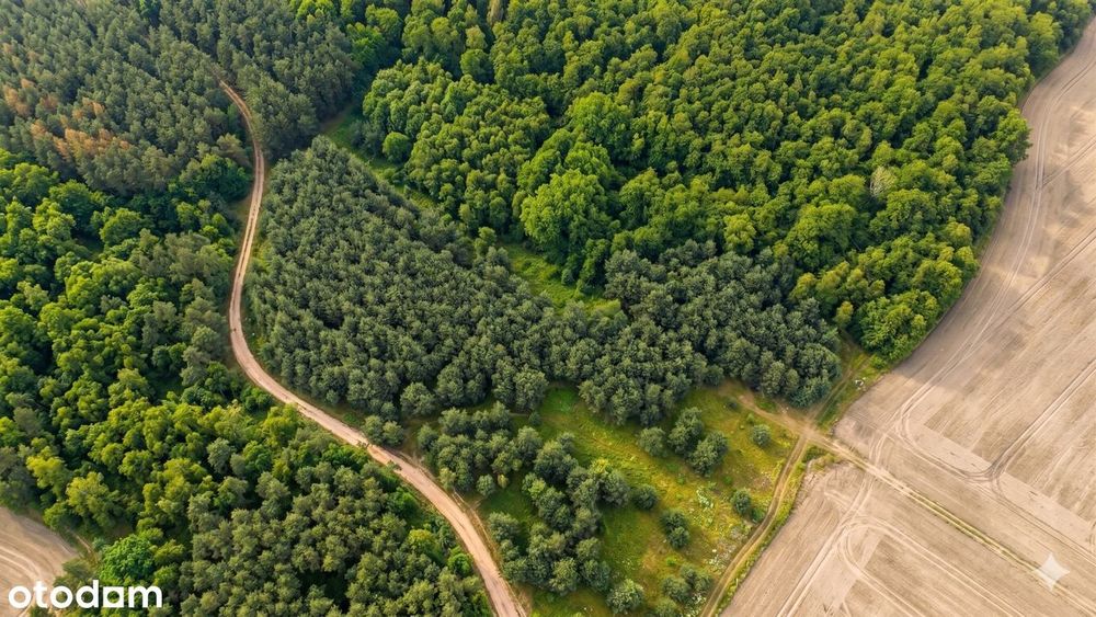 Działki rekreacyjne w lesie, na weekendowy odpoczynek-Dolnośląskie! - Widok 4