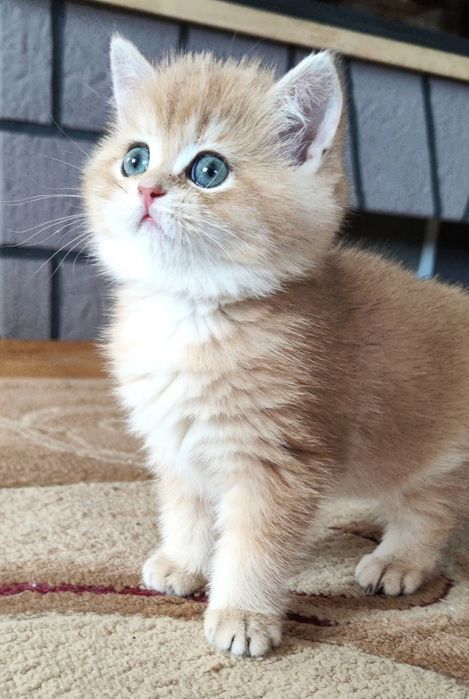 Кошеня Золота шиншила