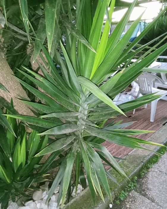 Planta yucca - vários tamanhos