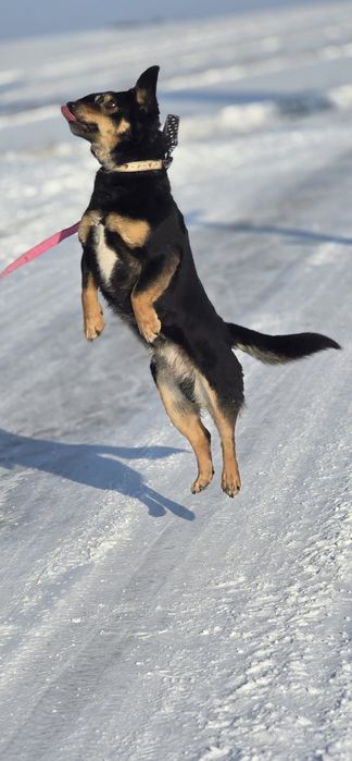 Uroczy 10 kilowy Aramis