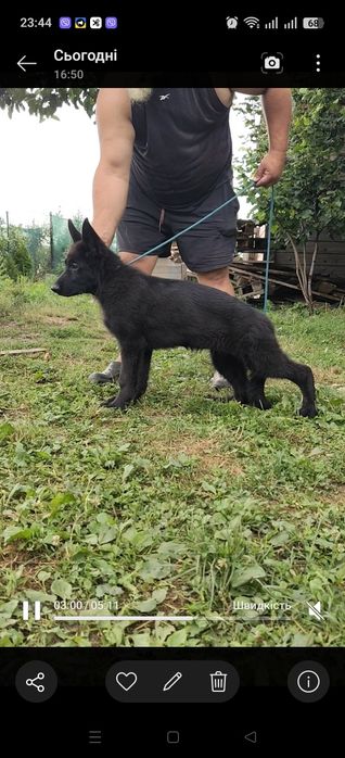 Чорні цуцики німецької вівчарки