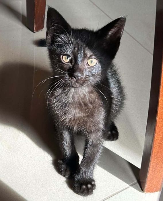 Arielka, koteczka do adopcji, kot, kociak