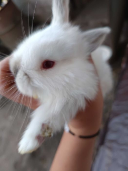 Królik albinos mieszaniec