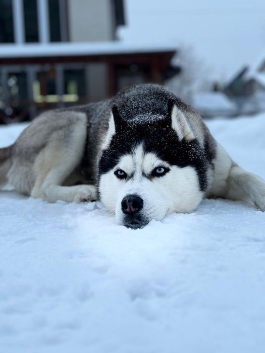 Вязка, средний кобель хаски окраса блак&вайт, случка