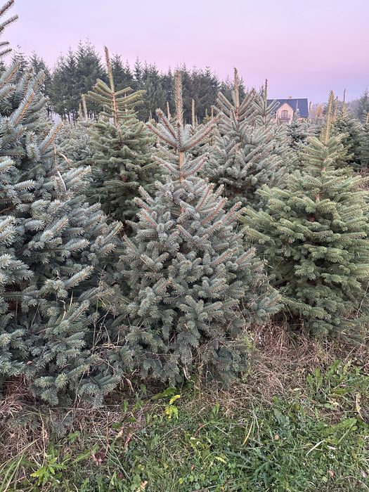 Sprzedaż hurtowa choinek, świerków