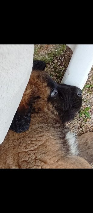 Filhotes para adoção