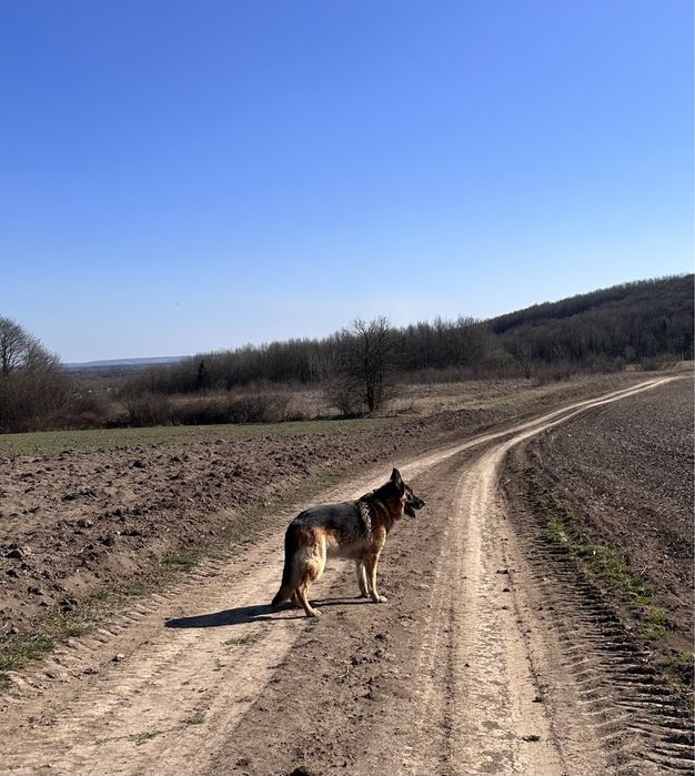 Вʼязка (злучка) з німецьким вівчарем (німецькою вівчаркою)