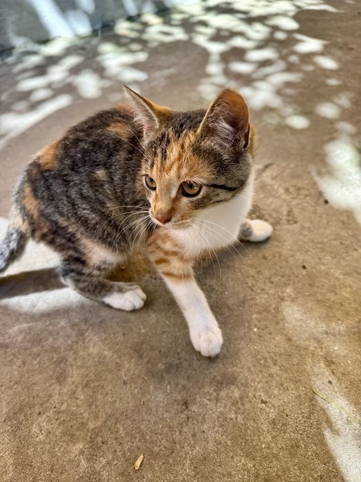 Кошенята шукають родину