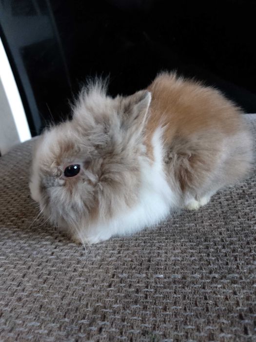 Króliczki miniaturki