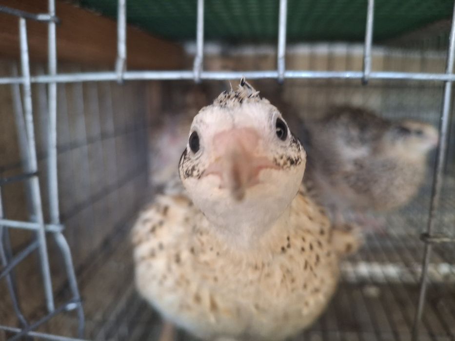 Ovos de codorniz Gigante