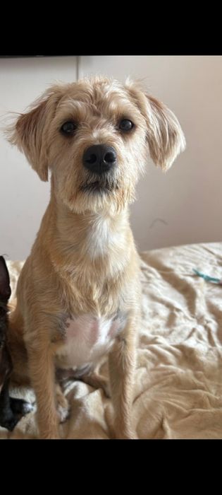 Cadelas meigas para adoção