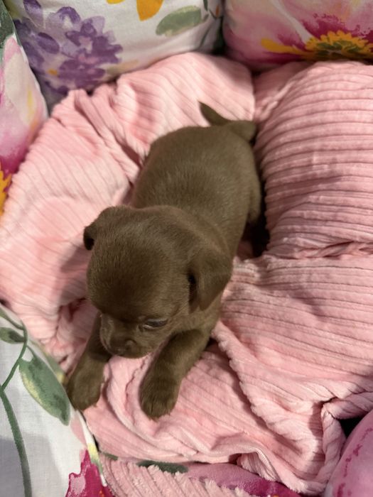 Dziewczynka chihuahua krótkowłosa