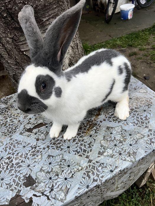 Продам самця строкач