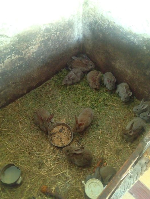 Продам кролів   2-4 міс.