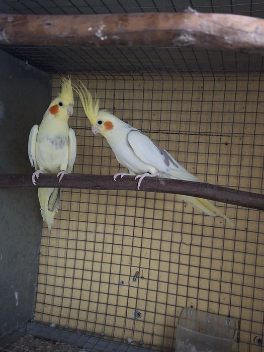 Casal de caturras