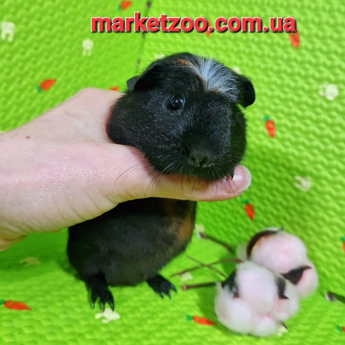 Рідкісний окрас породи кольоровий крестед,дівчинка!!!