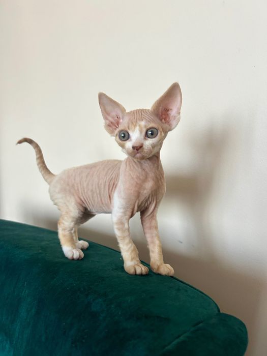 DEVON REX - kocurek -RUDY