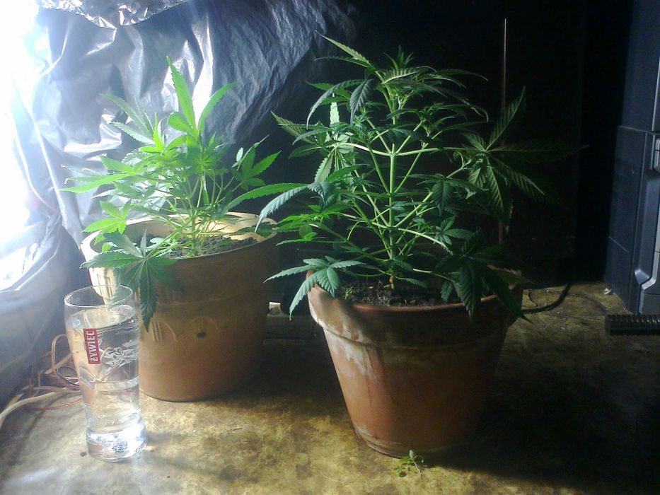 Susz Roślinny 10g Marihuana CBC CBL CBN CBG Cannabis Flos 10g MIX