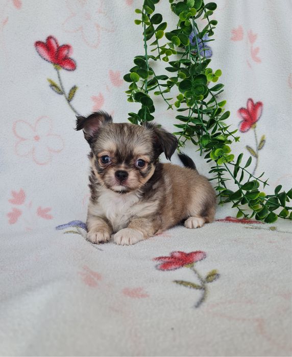 Excecional mini pelo longo Chihuahua/Chiuaua de Qualidade