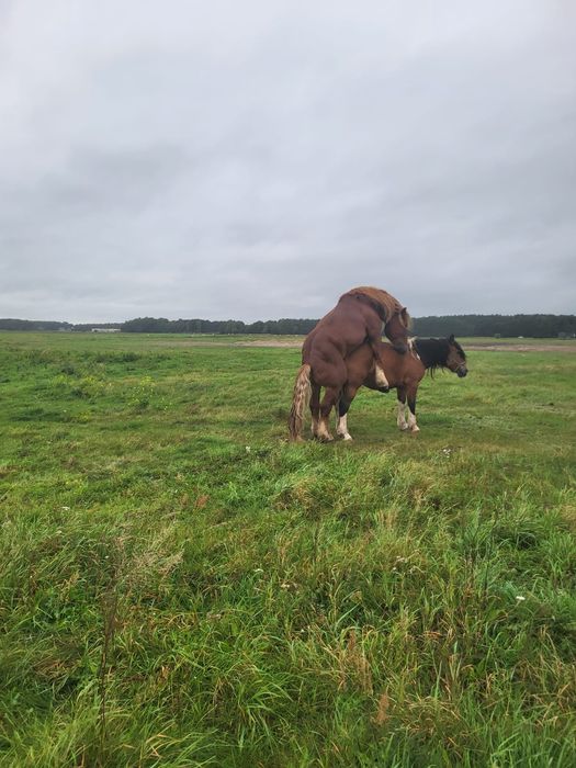 Ogier zimnokrwisty sprzedam