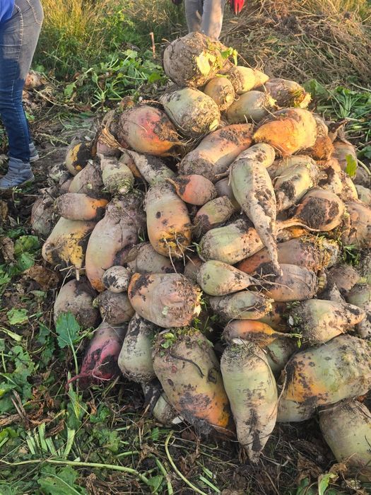 Buraki pastewne żółte i białe