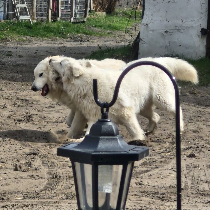 Biały owczarek szwajcarski