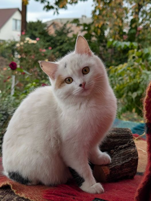 Кошенята в добрі руки (безкоштовно). Привеземо.