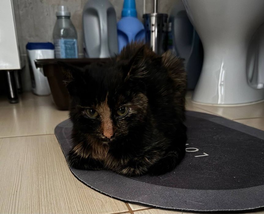 Віддамо кицю в добрі руки