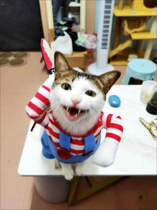 NOVO - Fato Dia-das-Bruxas para Cão e gato, Halloween dog/cat costume