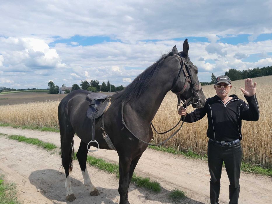 Wałach Wielkopolski na sprzedaż