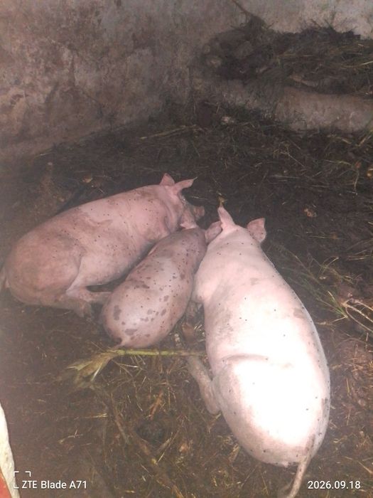 продам домашні поросята